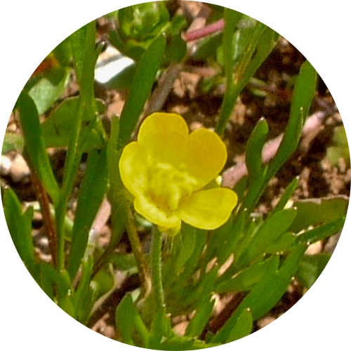 Ranunculus arvensis L.